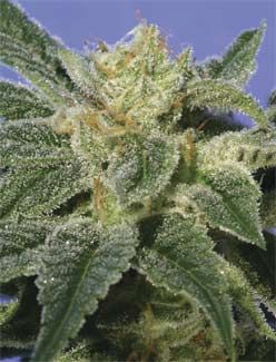 T.H. Seeds Kushage Feminised Seeds