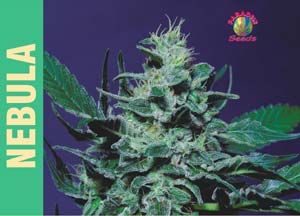 Paradise Seeds Nebula Feminised Seeds