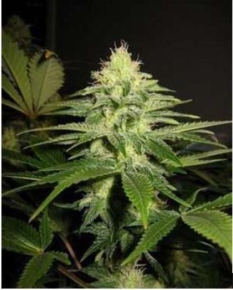 Mr Nice Seedbank NL5 x Skunk Regular Seeds