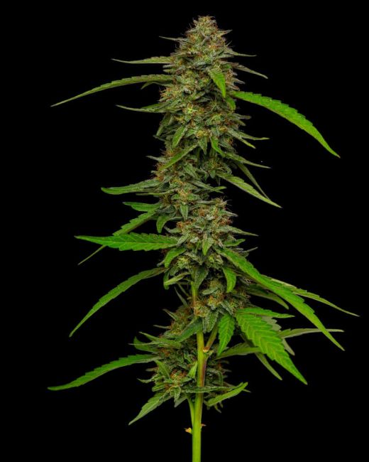 Humboldt Seed Co. Strawberry Cheesecake Feminised Seeds