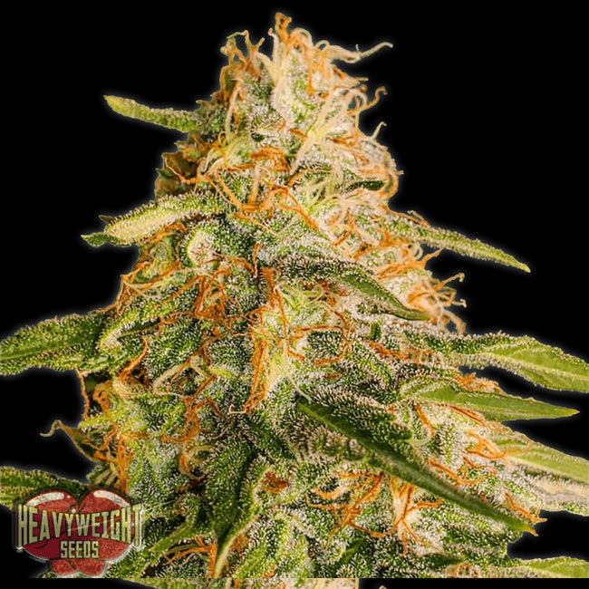 Heavyweight Seeds Tropic Punch Feminised Seeds