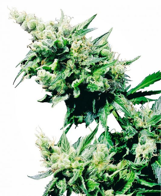 Sensi Seeds Hash Plant Regular Seeds