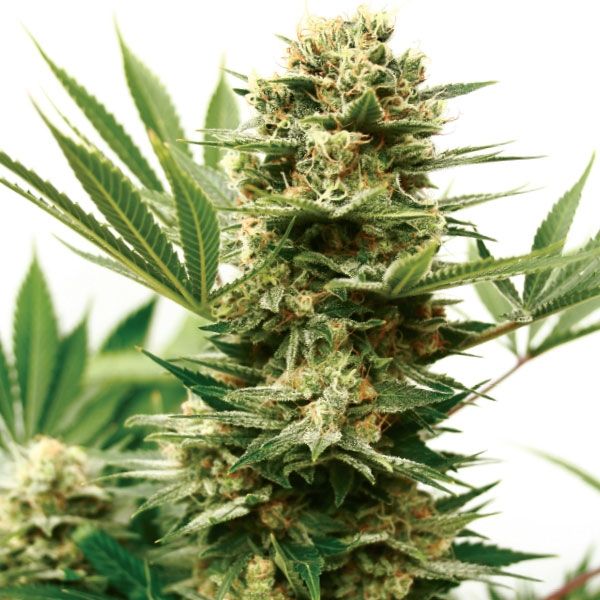 Garden Of Green Mass Shooter Auto Feminised Seeds