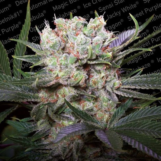 Paradise Seeds Californian Gold Feminised Seeds