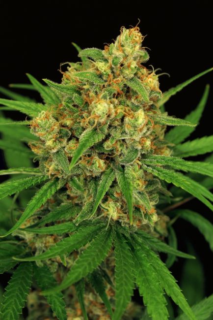 Exotic Seed Tangerine Kush Feminised Seeds