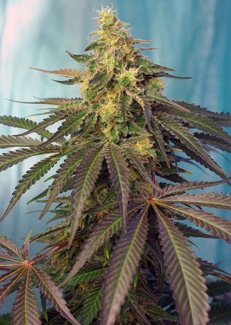 Sweet Seeds Cream Caramel CBD Feminised Seeds