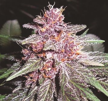 Ace Seeds Violeta Regular Seeds