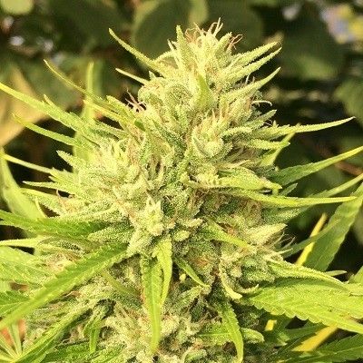 Ace Seeds Malawi x Panama Feminised Seeds