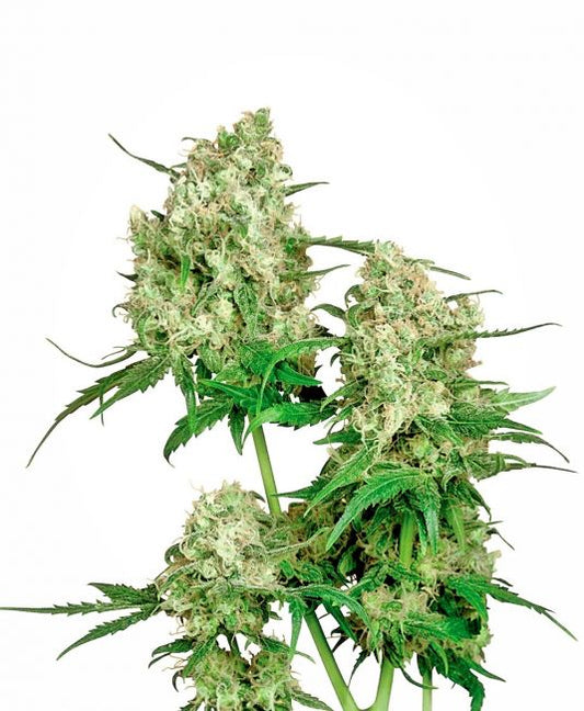 Sensi Seeds Maple Leaf Indica Regular Seeds