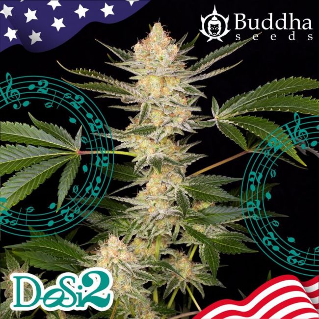 Buddha Seeds Buddha DoSi2 Feminised Seeds