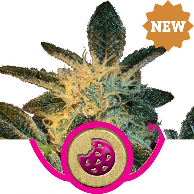 Royal Queen Seeds Royal Cookies Feminised Seeds