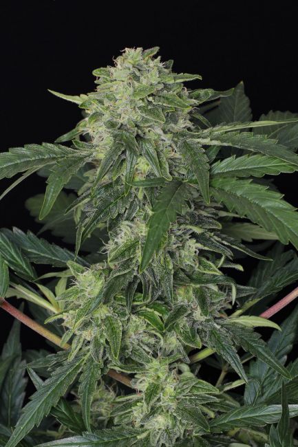 Exotic Seed Jungle Fever Auto Feminised Seeds