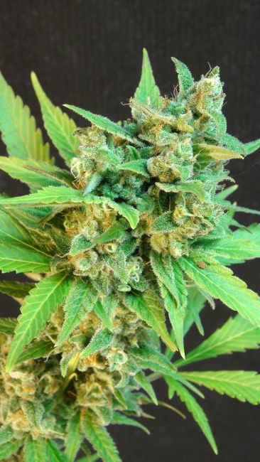 Kannabia Seeds Kickass (B.Lee ) Auto Feminised Seeds