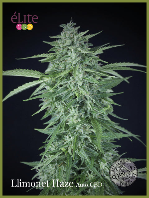 Elite Seeds Llimonet Haze CBD Auto Feminised Seeds