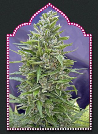 00 Seeds Automatik Mix Auto Feminised Seeds