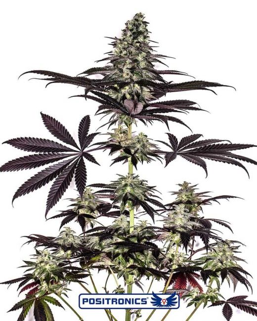 Positronic Seeds Caramel Ice CBD Express Auto Feminised Seeds