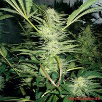 Medical Seeds White Widow Feminised