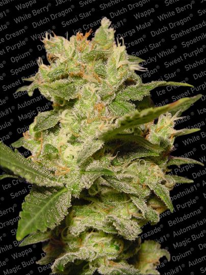 Paradise Seeds Jack Auto Feminised Seeds