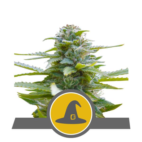 Royal Queen Seeds Exotic Witch Regular Seeds