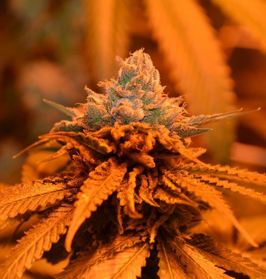 Grand Daddy Genetics Candyland Feminised Seeds