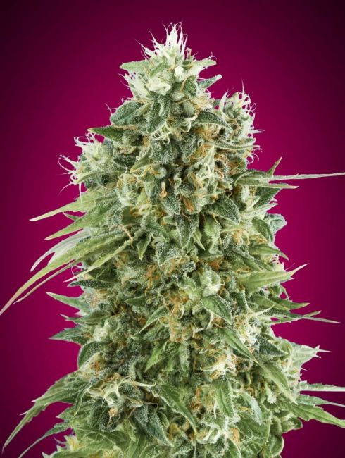 00 Seeds Bubble Gum CBD Feminised Seeds