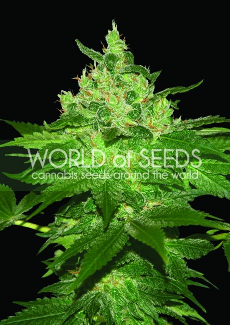 World of Seeds Afghan Kush Feminised Seeds