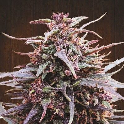 Ace Seeds Purple Haze x Malawi Regular Seeds