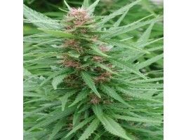 Ace Seeds Ace Mix Feminised Seeds