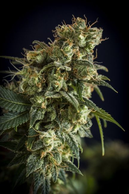 Lineage Genetics NL #5 Auto Feminised Seeds