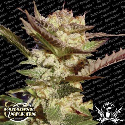 Paradise Seeds Durga Mata Feminised Seeds