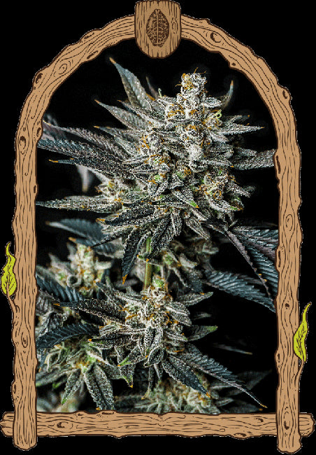 Exotic Seed Jelly Bananas Auto Feminised Seeds