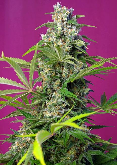 Sweet Seeds Gorilla Girl Feminised Seeds