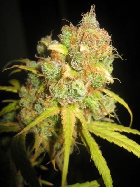 Mr Nice Seedbank NL5 x Afghan Regular Seeds