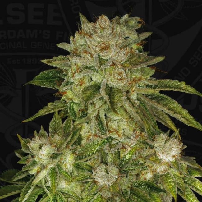 T.H. Seeds MK Ultra Feminised Seeds - 10+