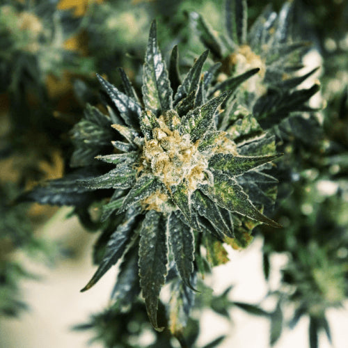 Doctor's Choice DC Kush Feminised Seeds