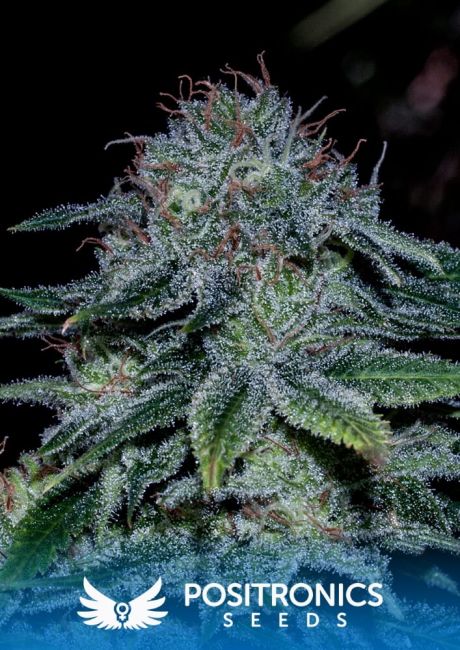 Positronic Seeds Mystic Cookie Feminised Seeds