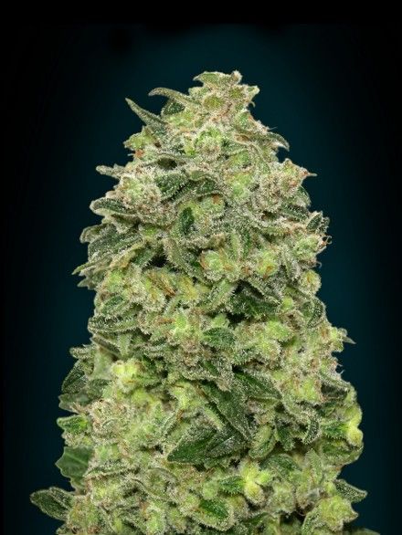 Advanced Seeds Afghan Skunk Auto Feminised Seeds