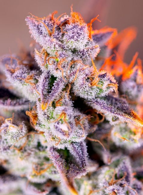 Sweet Seeds Tropicanna Poison XL Auto Feminised Seeds