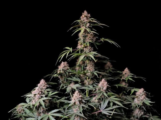 FastBuds Amnesia Zkittlez Auto Feminised Seeds