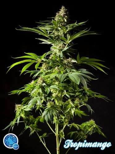 Philosopher Seeds Tropimango Feminised Seeds