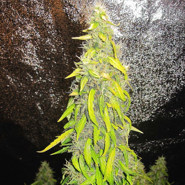 Doctor's Choice Rock Machine Auto Feminised Seeds