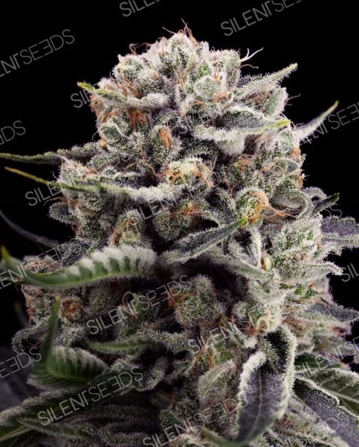 Silent Seeds B45 Feminised Seeds