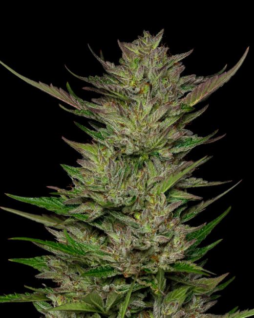 Humboldt Seed Co. Don Carlos Feminised Seeds