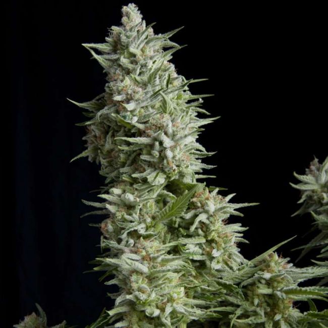 Pyramid Seeds Alpujarrena Feminised Seeds