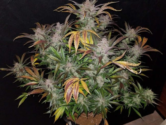 FastBuds Cream Cookies Auto Feminised Seeds