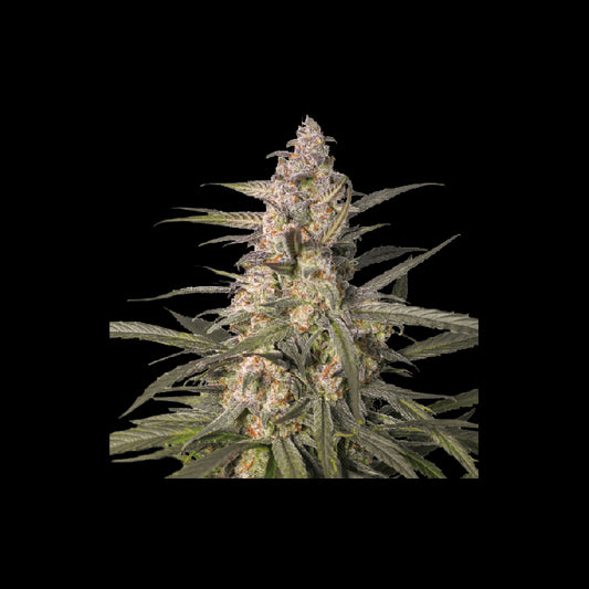 Super Sativa Seed Club Northern Dragon Fuel Auto Feminised Seeds