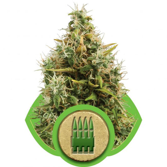 Royal Queen Seeds Royal AK Auto Feminised Seeds