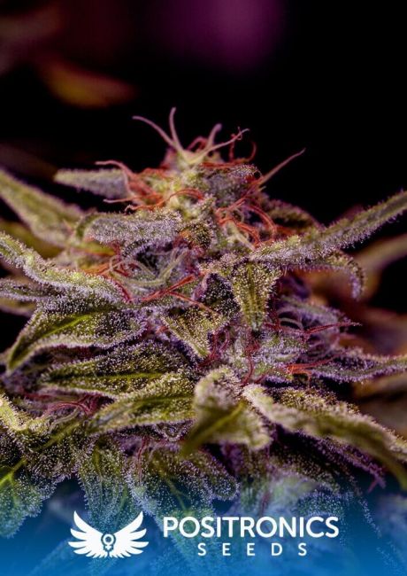 Positronic Seeds Z Valley Feminised Seeds