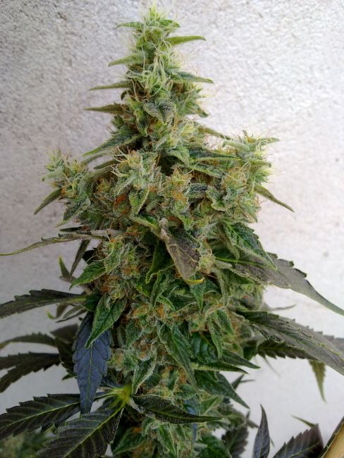 Resin Seeds Dieseltonic Feminised Seeds