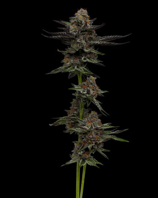 Humboldt Seed Co. Vanilla Créme Pie Feminised Seeds